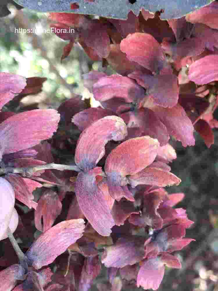 Terminalia paniculata