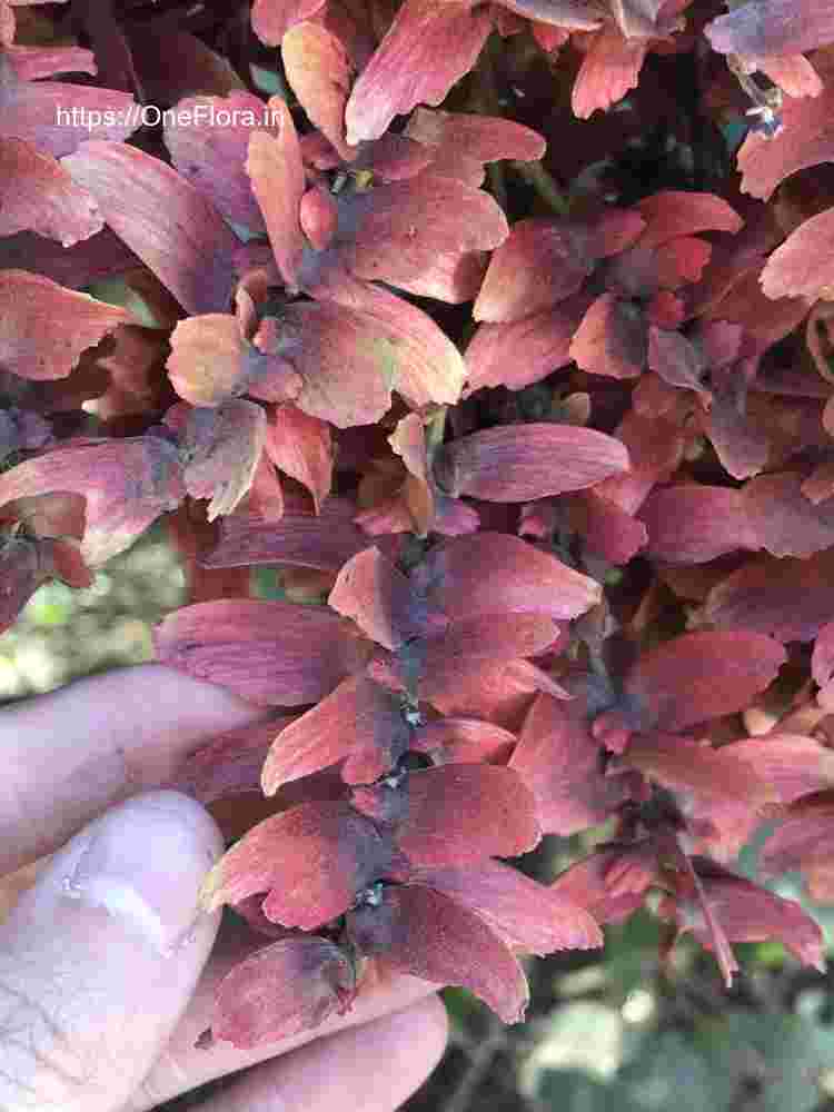 Terminalia paniculata