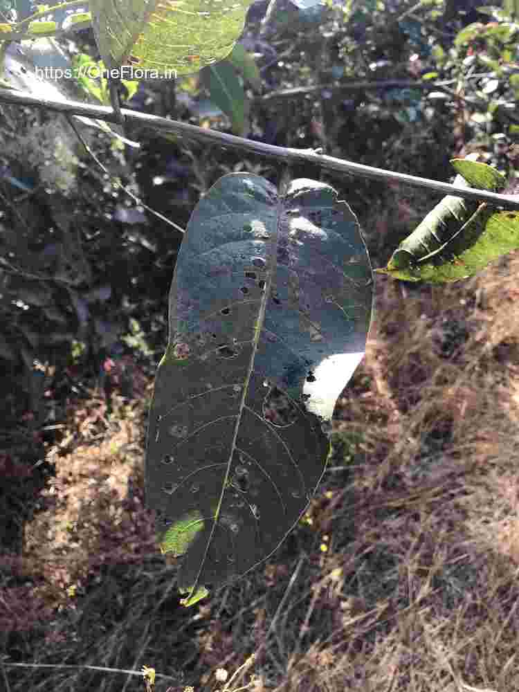 Terminalia paniculata