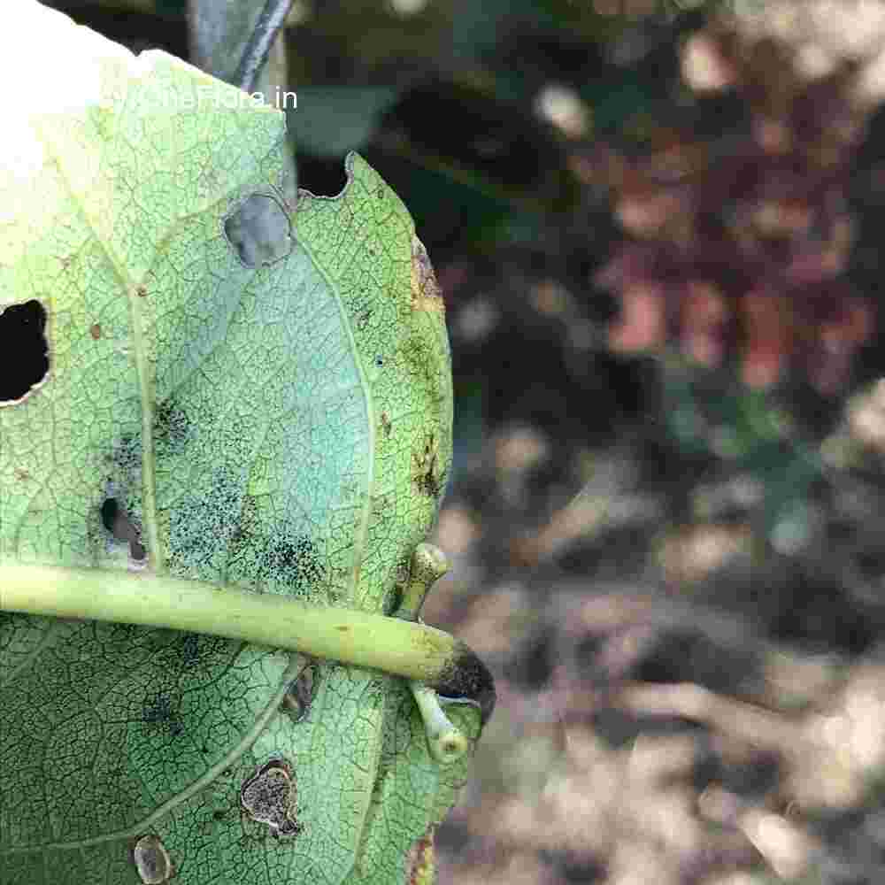 Terminalia paniculata