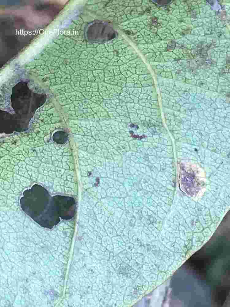 Terminalia paniculata
