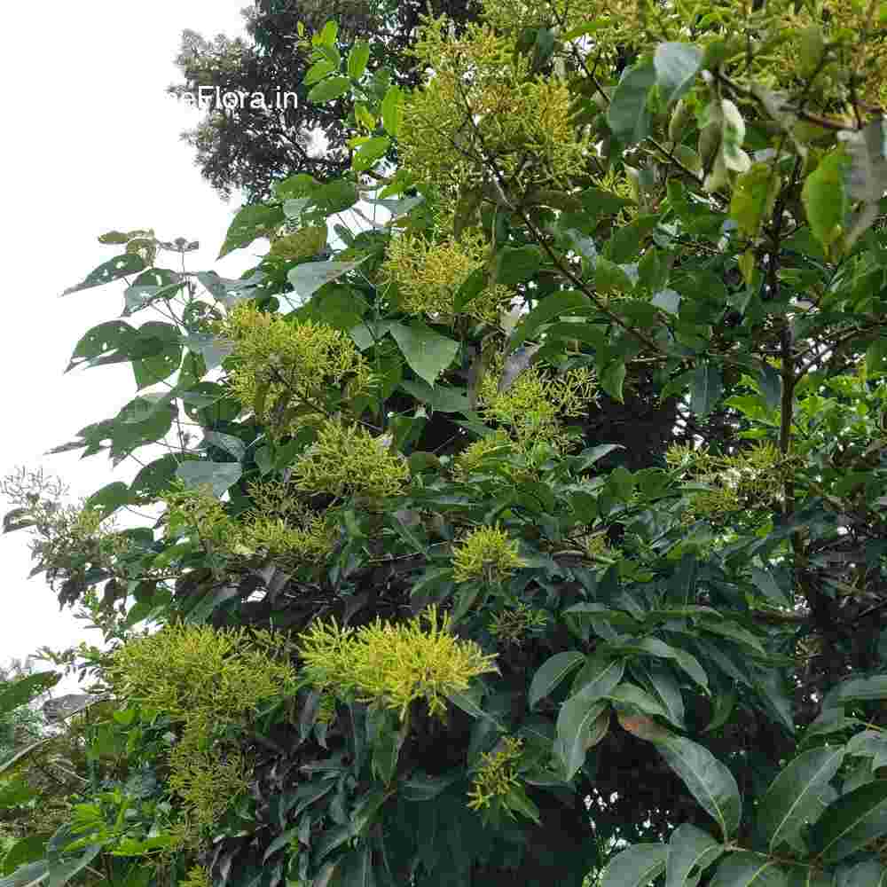 Terminalia paniculata