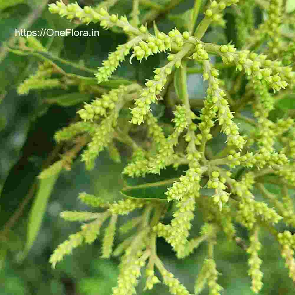 Terminalia paniculata
