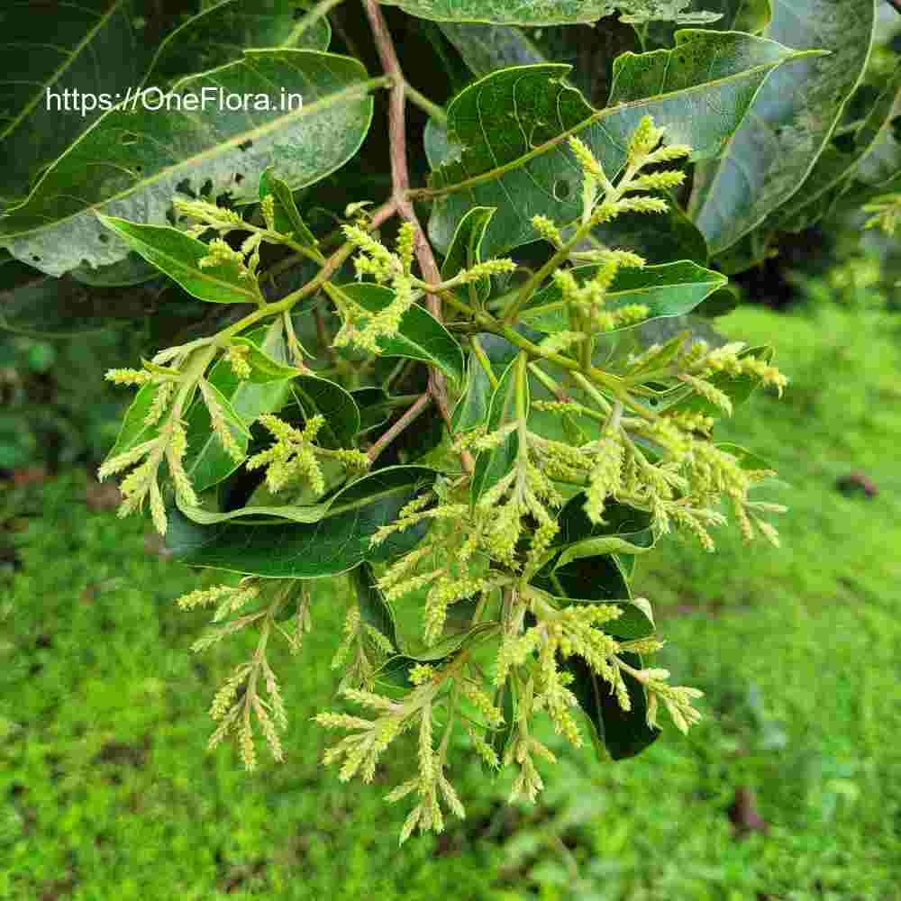 Terminalia paniculata