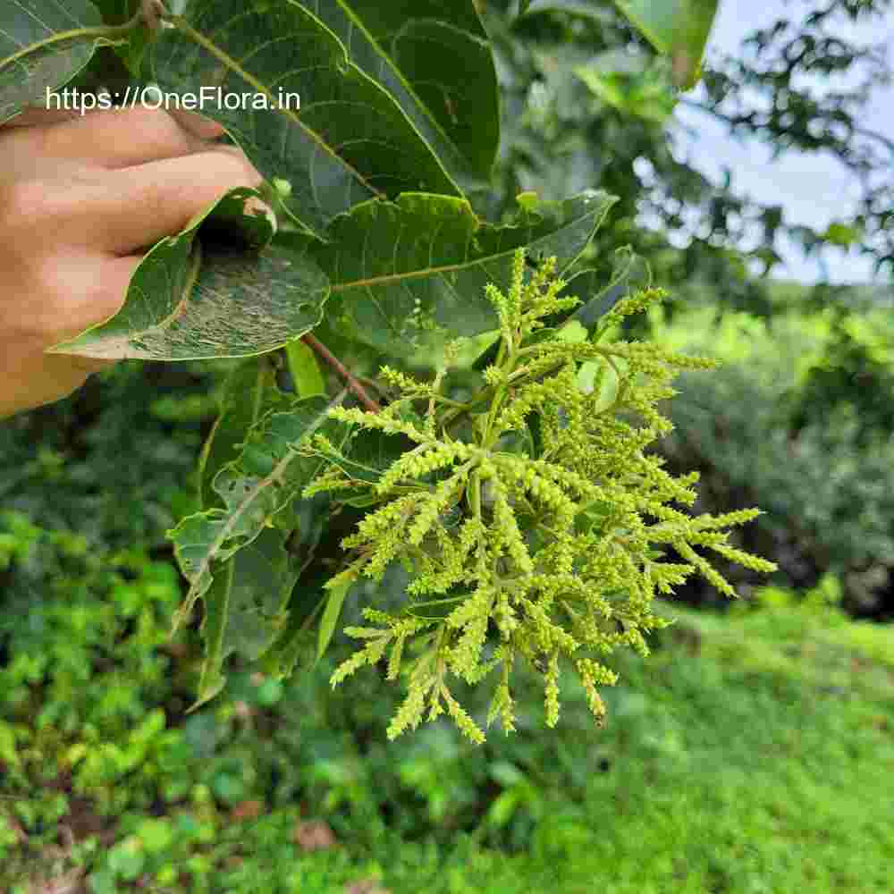 Terminalia paniculata