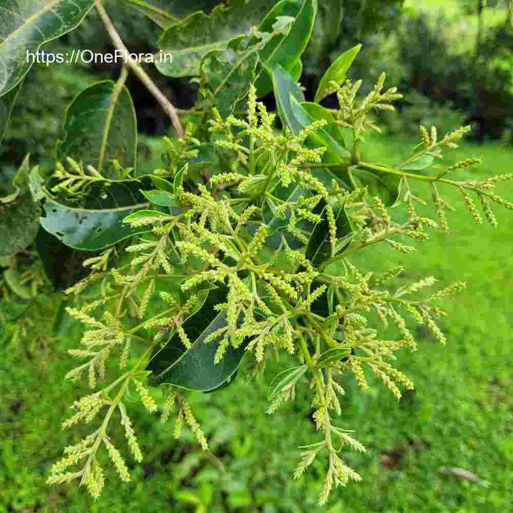 Terminalia paniculata