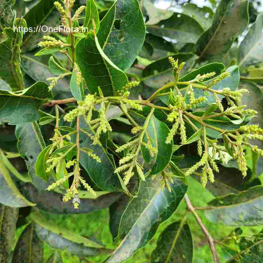 Terminalia paniculata