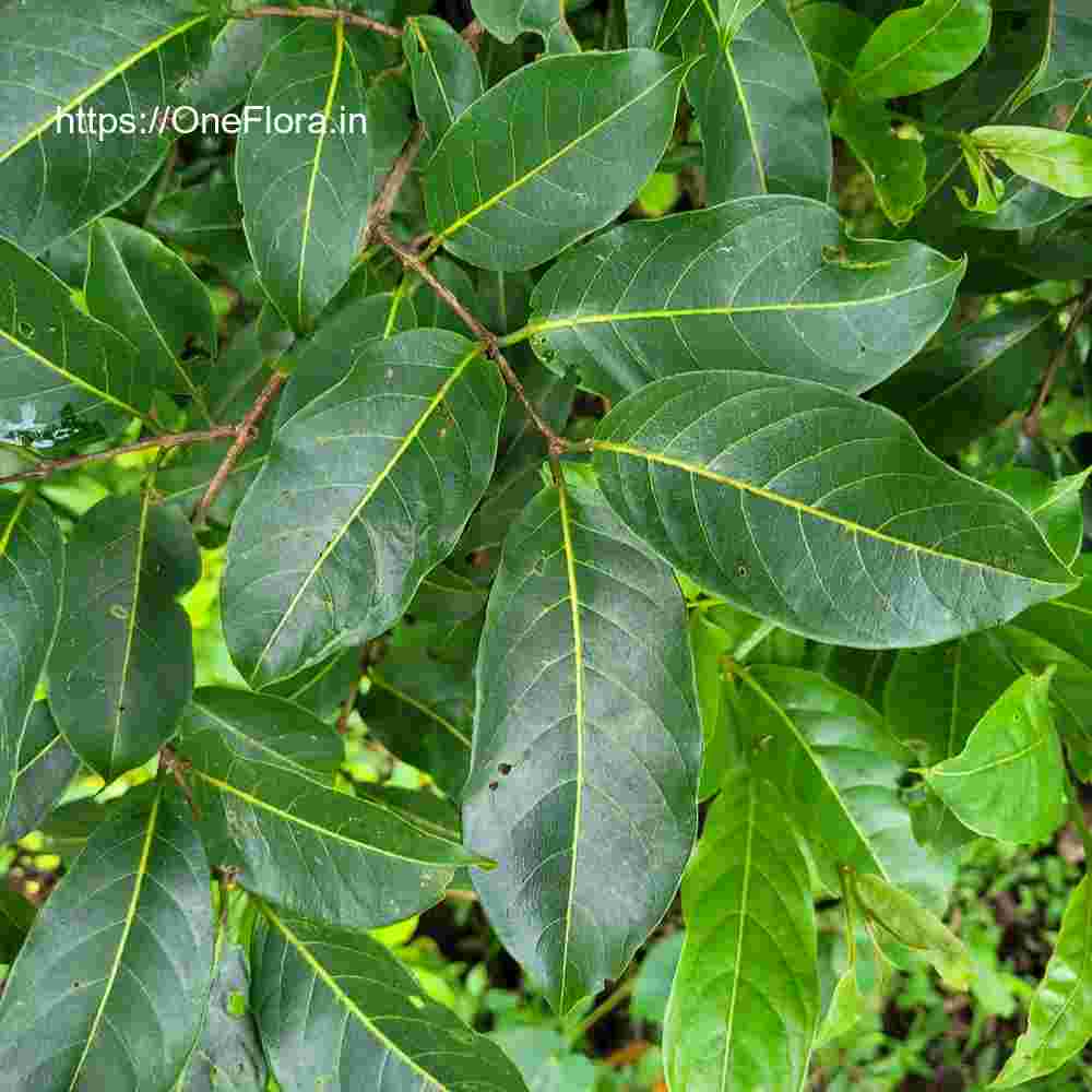 Terminalia paniculata