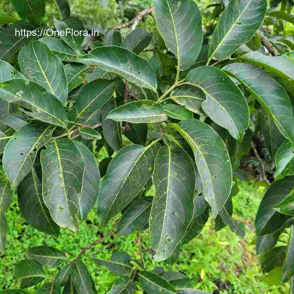 Terminalia paniculata