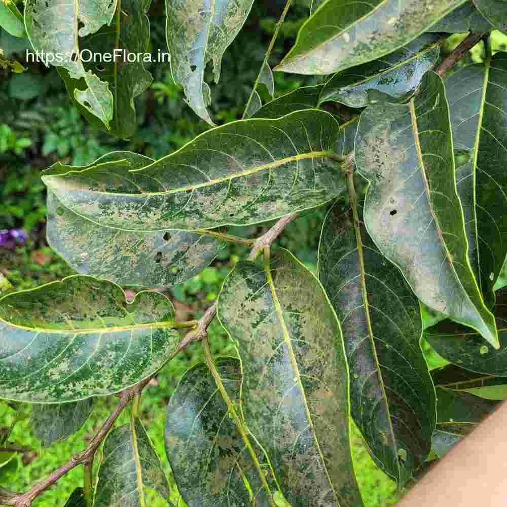 Terminalia paniculata