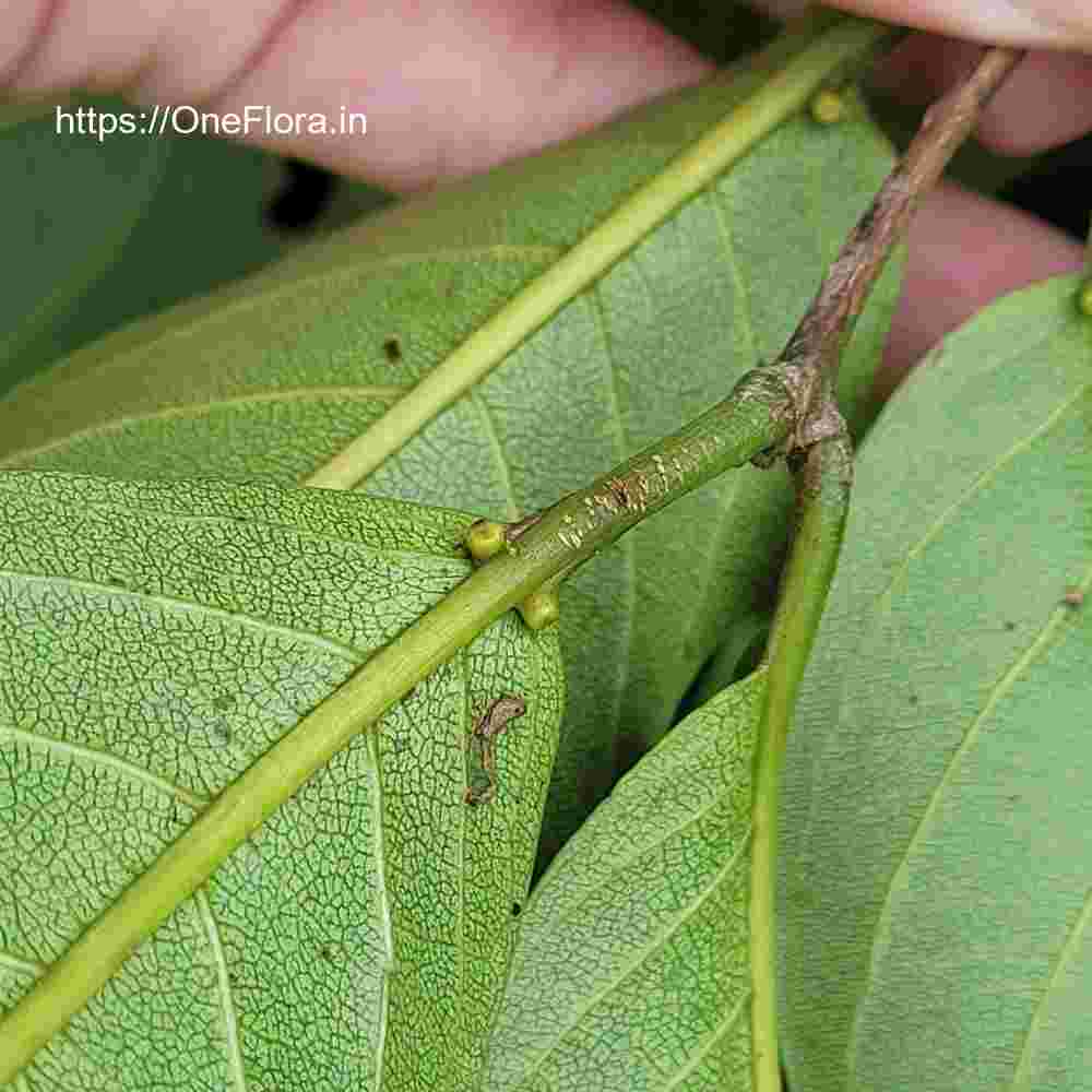 Terminalia paniculata