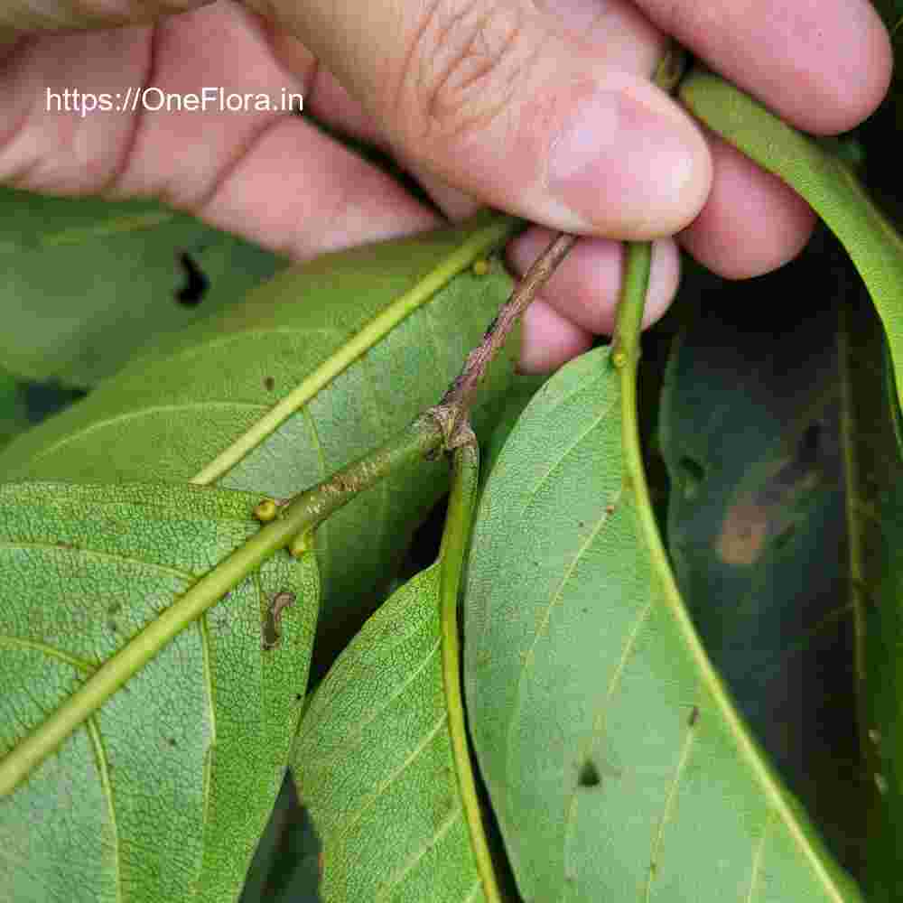 Terminalia paniculata