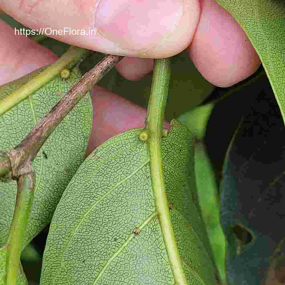 Terminalia paniculata
