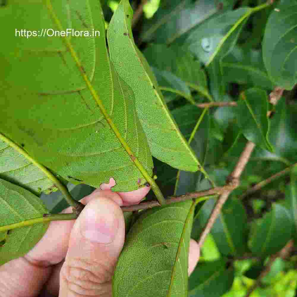 Terminalia paniculata