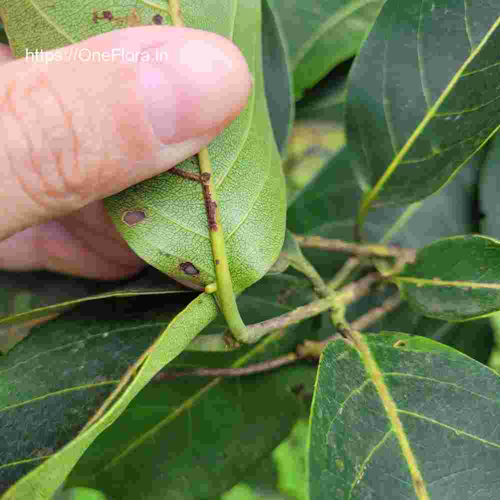 Terminalia paniculata