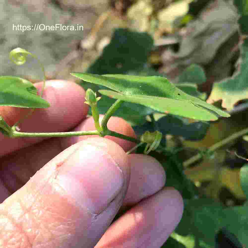 Coccinia grandis