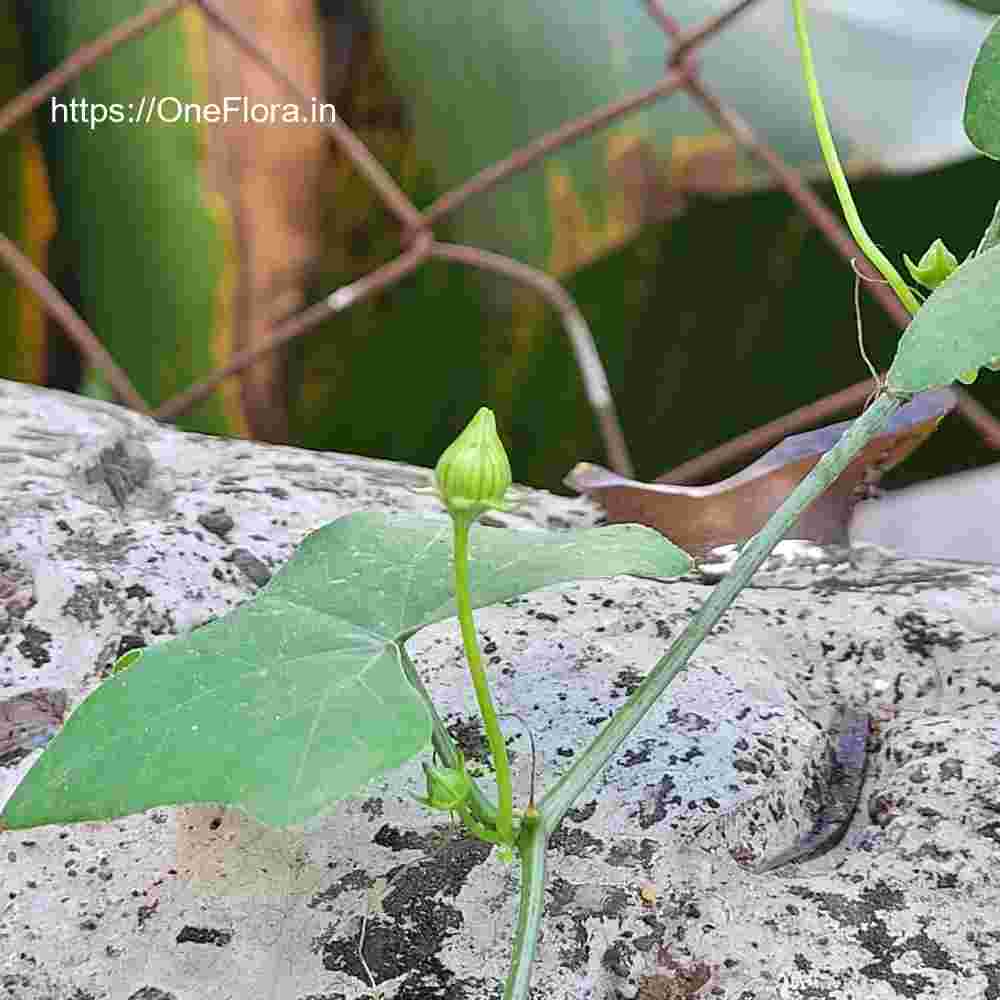 Coccinia grandis