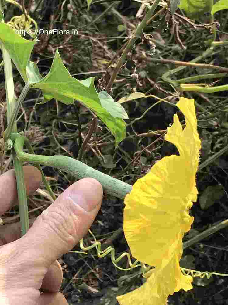 Luffa cylendrica