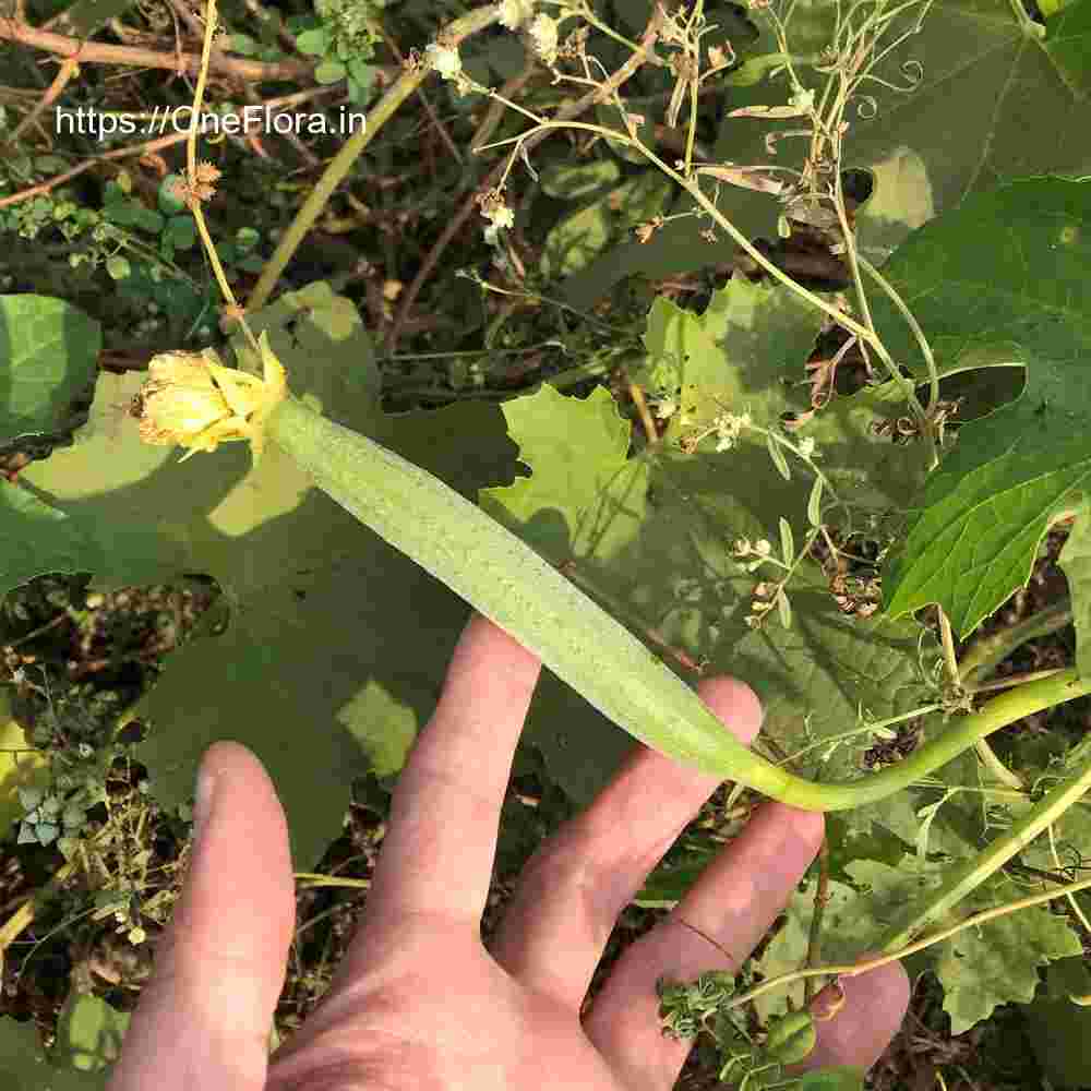 Luffa cylendrica