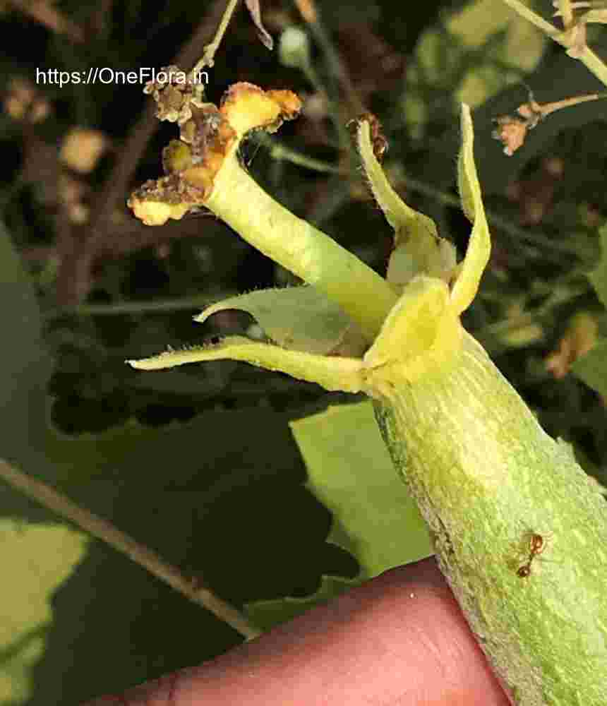 Luffa cylendrica