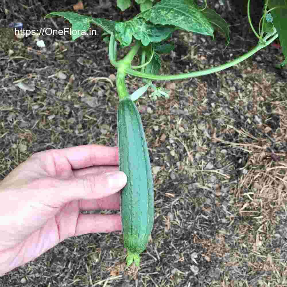 Luffa cylendrica