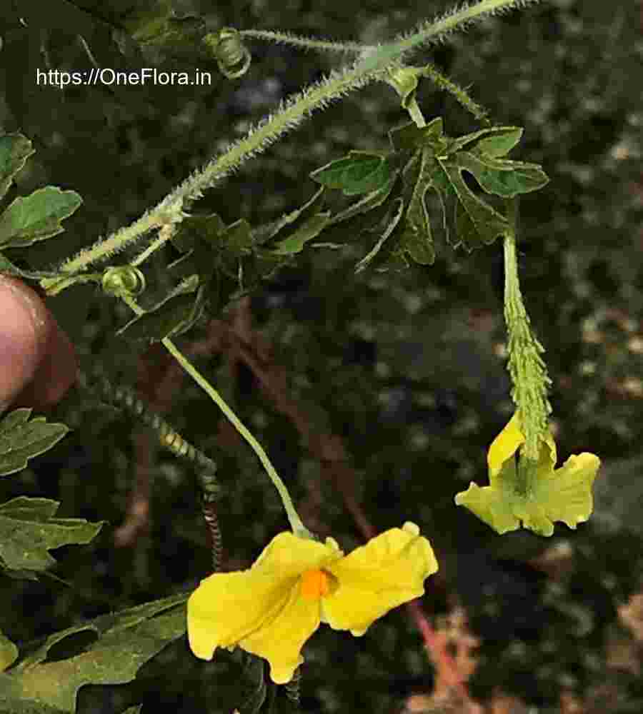 Momordica charantia