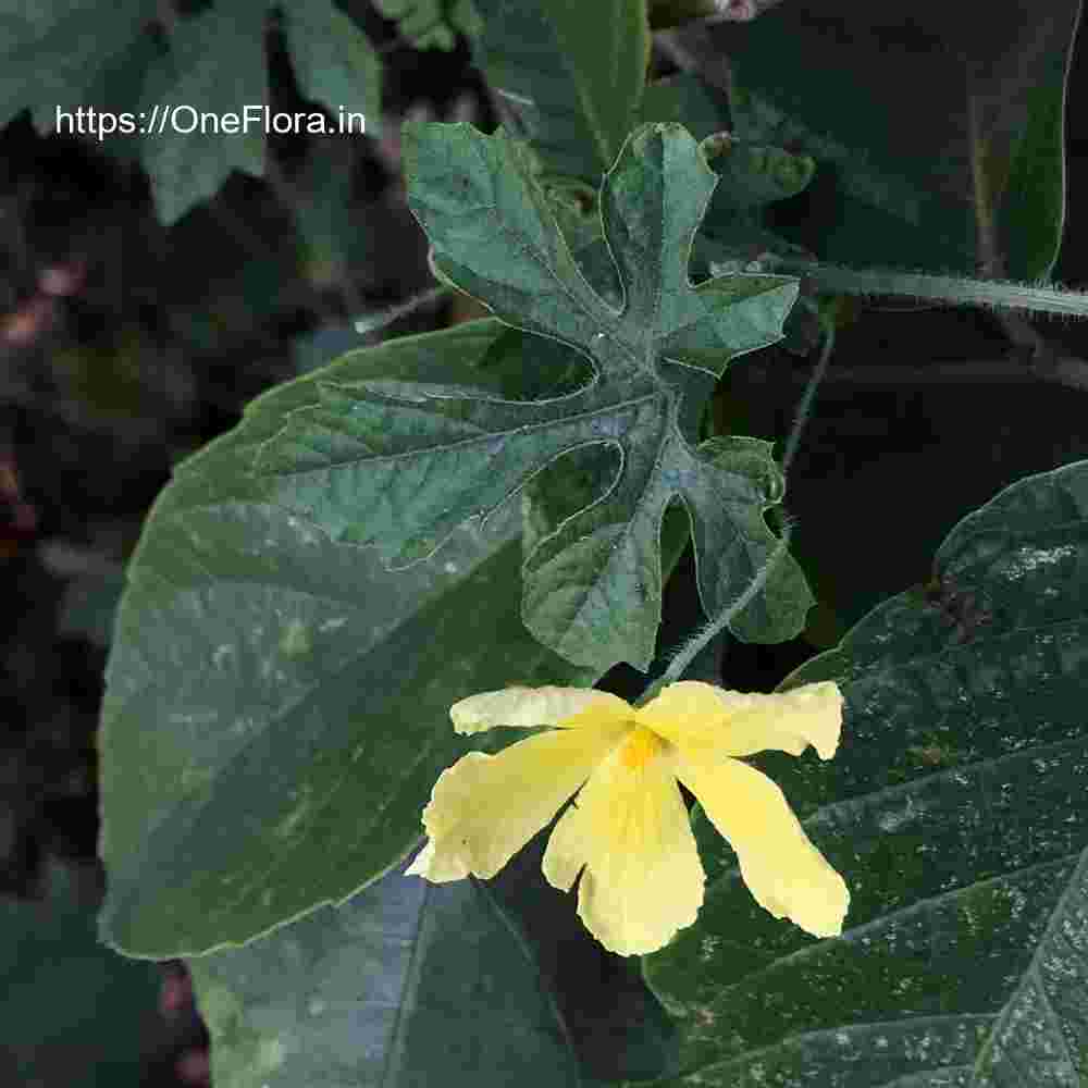 Momordica charantia