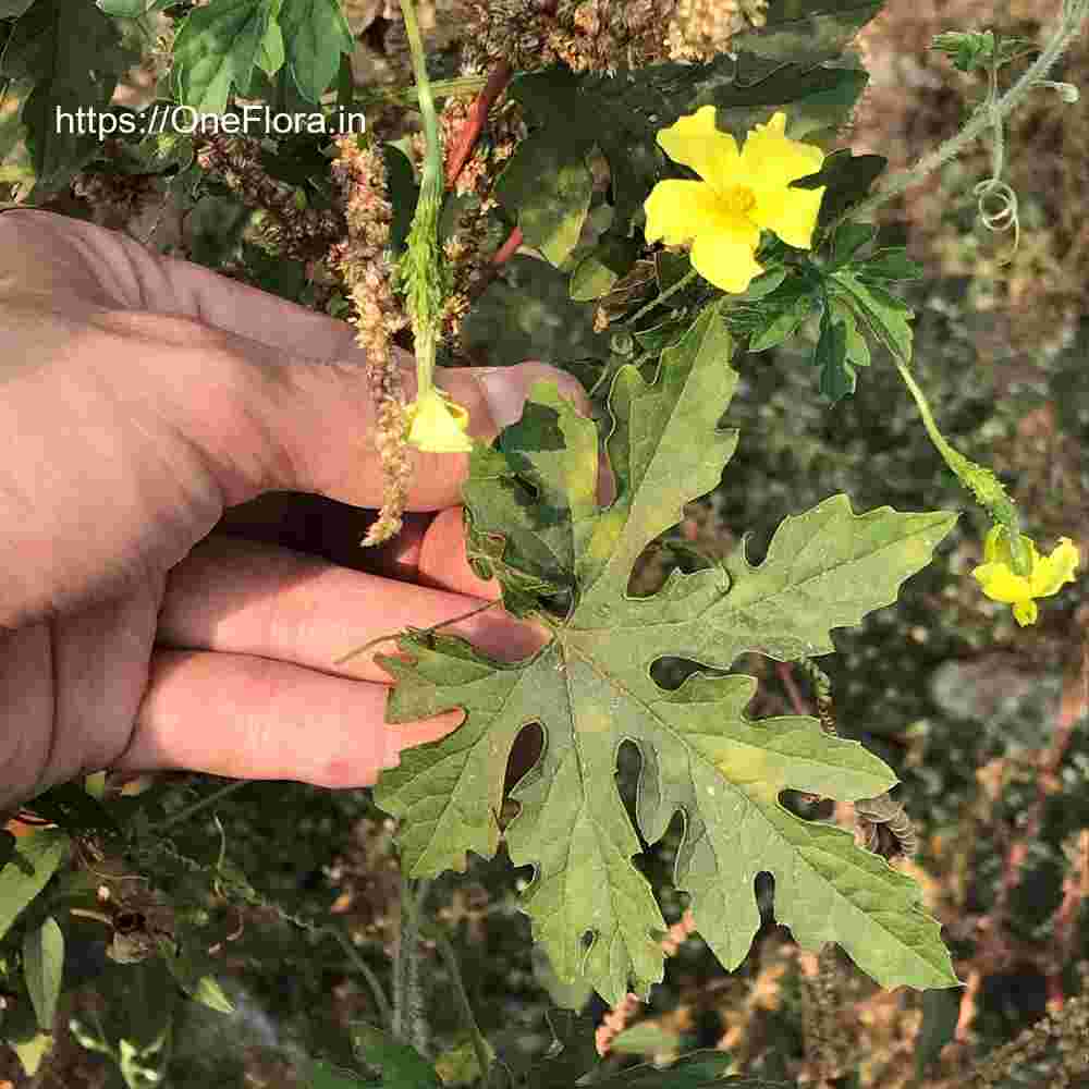 Momordica charantia