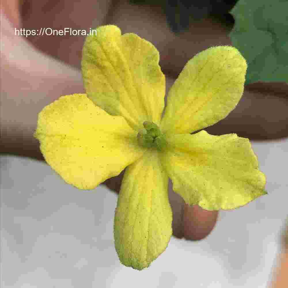 Momordica charantia