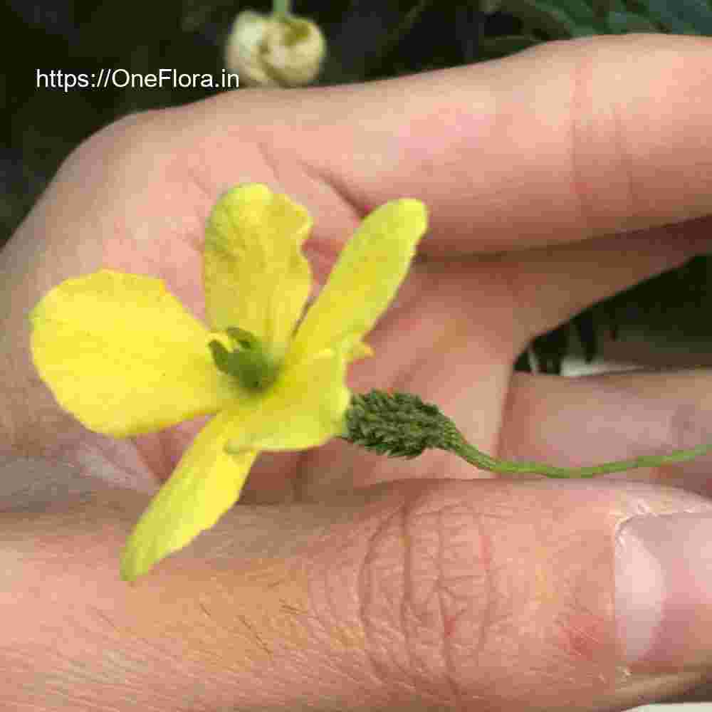 Momordica charantia