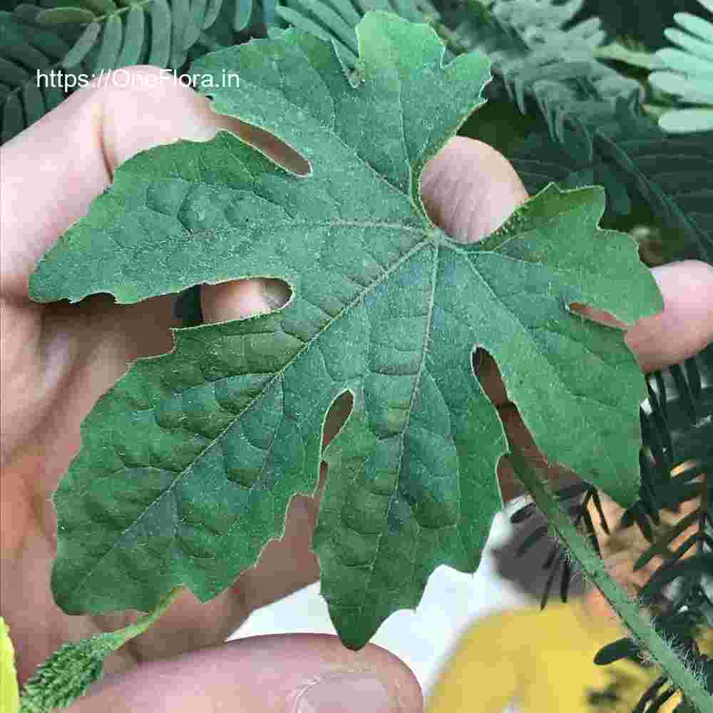 Momordica charantia