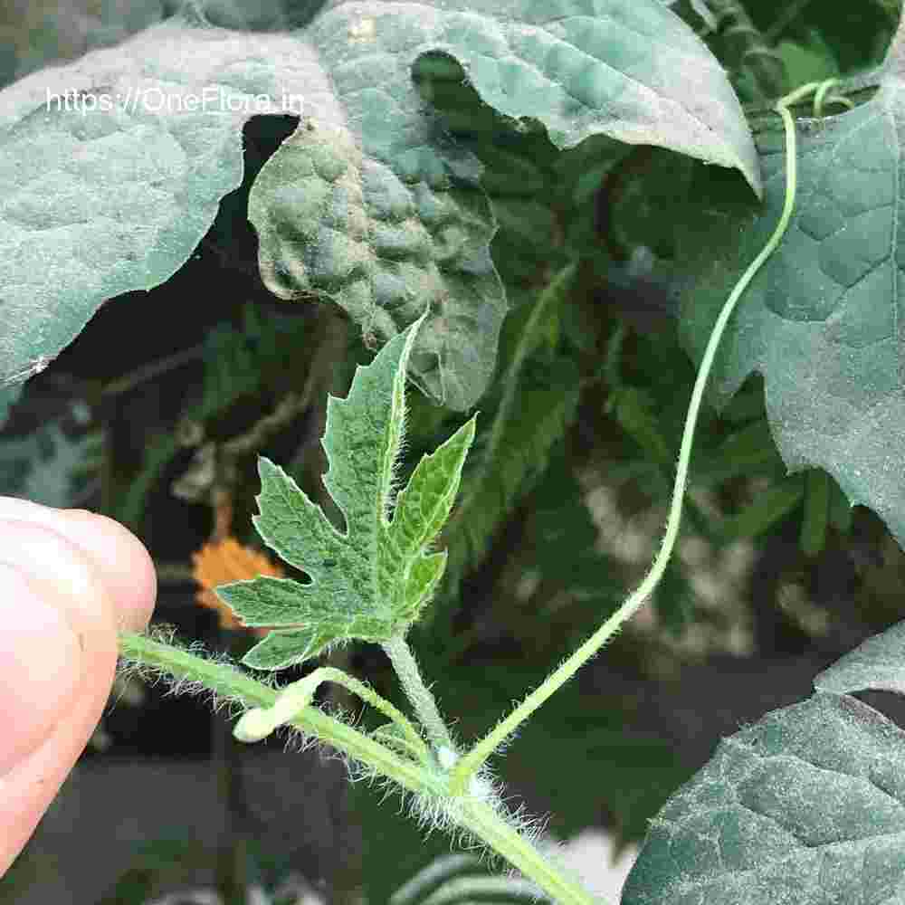 Momordica charantia
