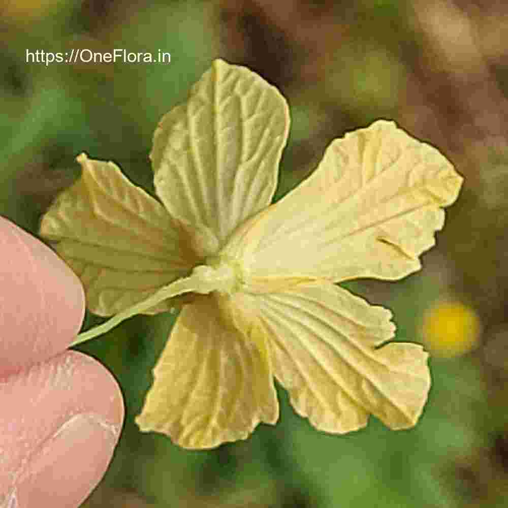 Momordica charantia