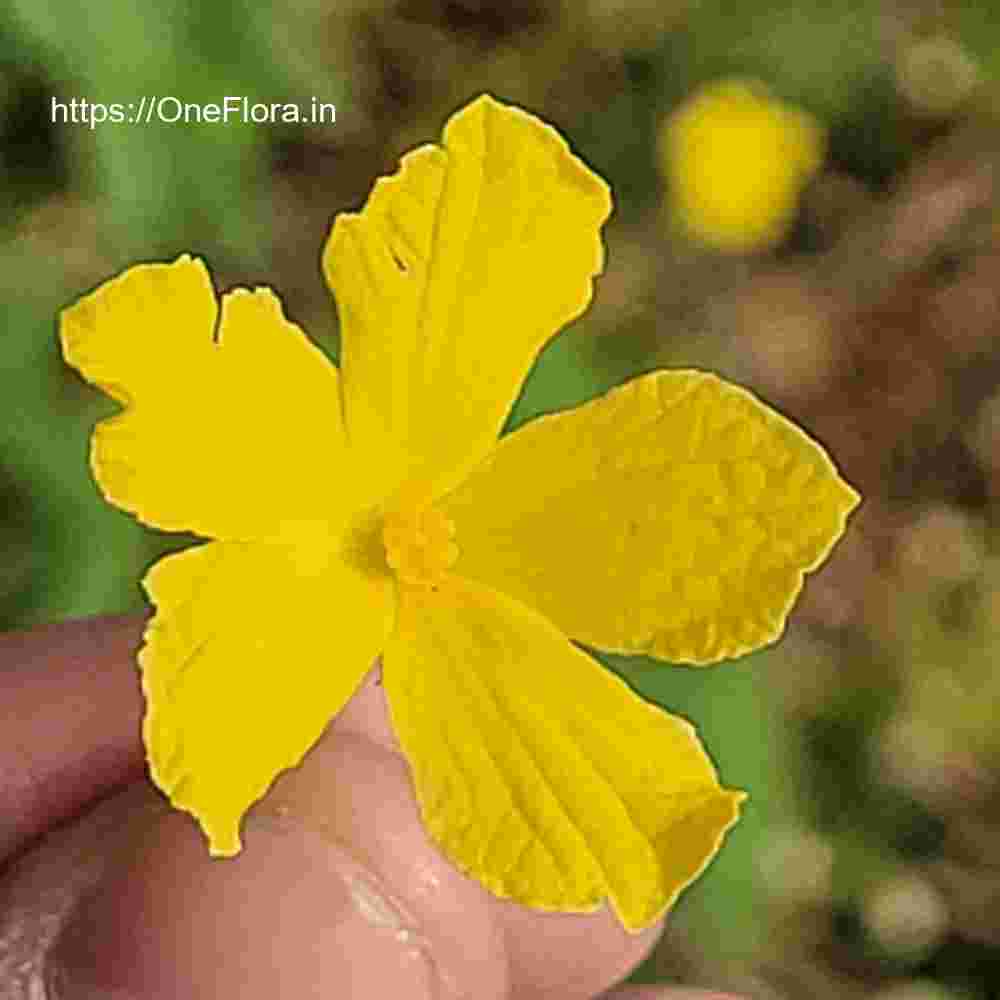 Momordica charantia