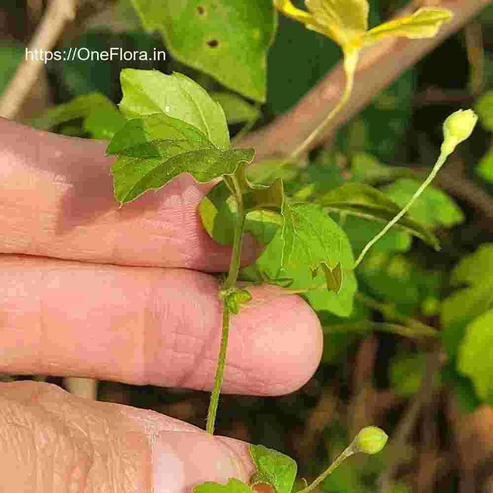 Momordica charantia