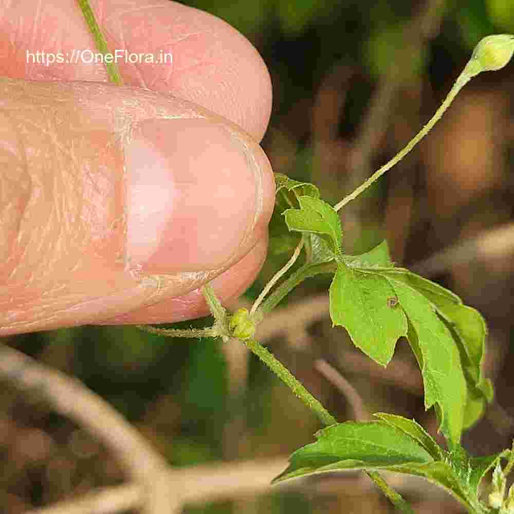 Momordica charantia