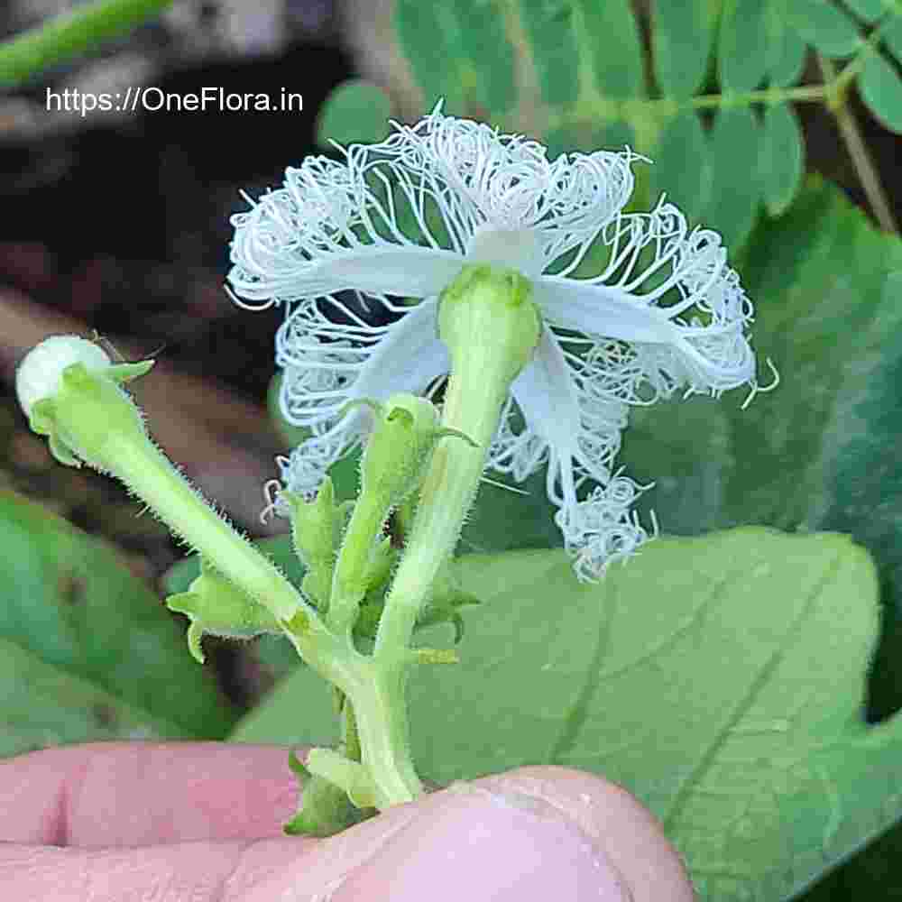 Trichosanthes cucumerina