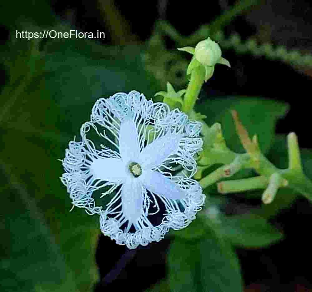 Trichosanthes cucumerina