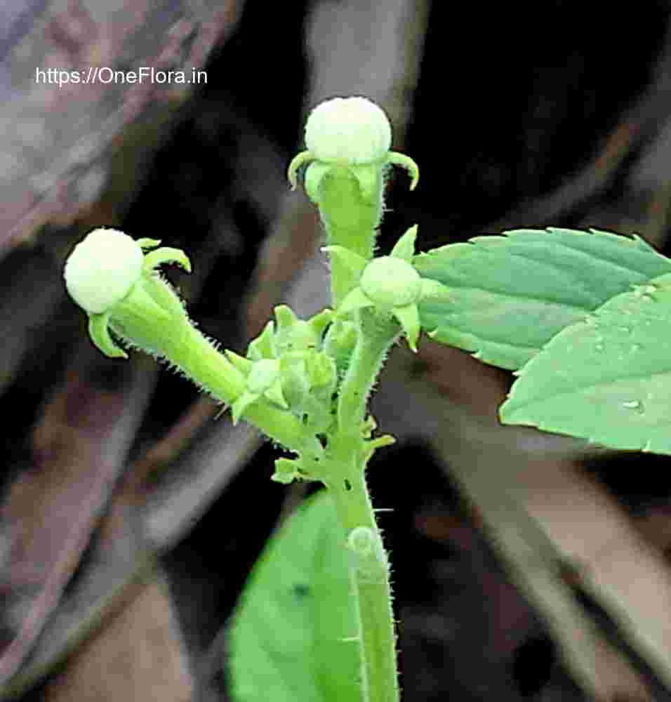 Trichosanthes cucumerina