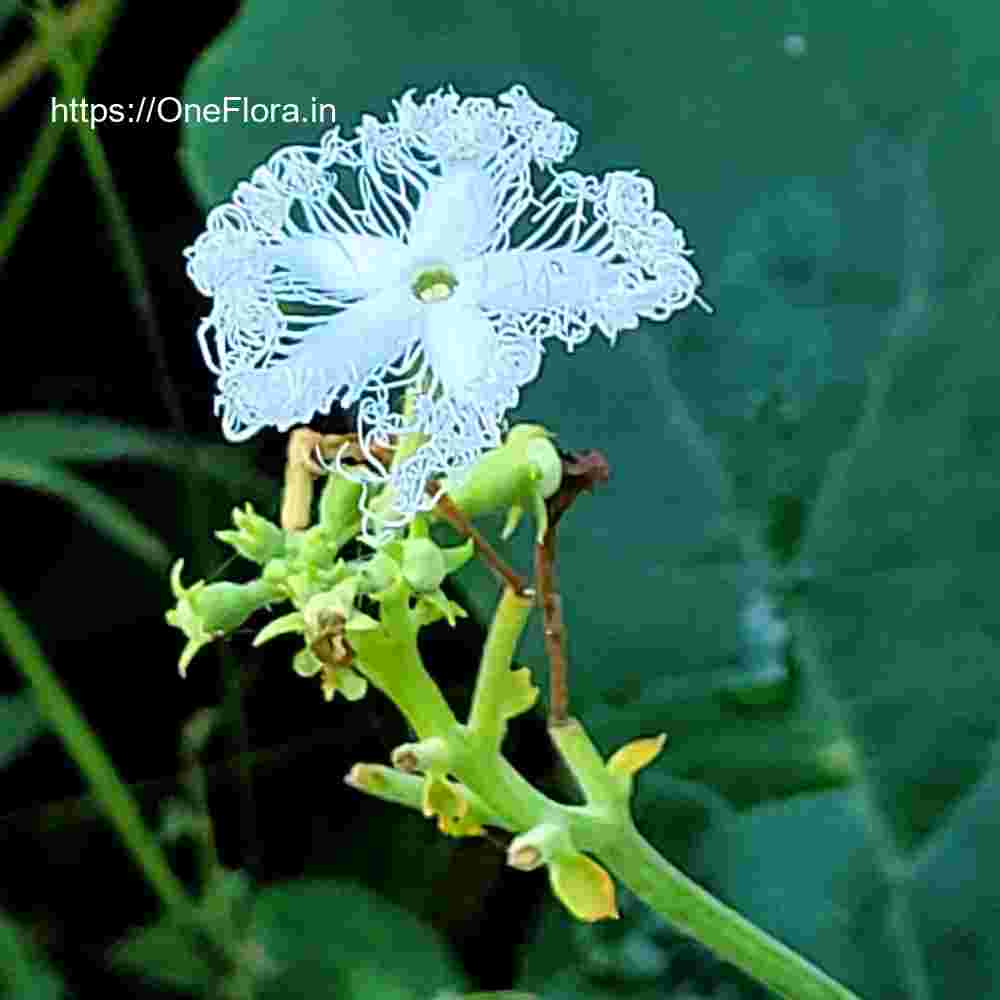 Trichosanthes cucumerina