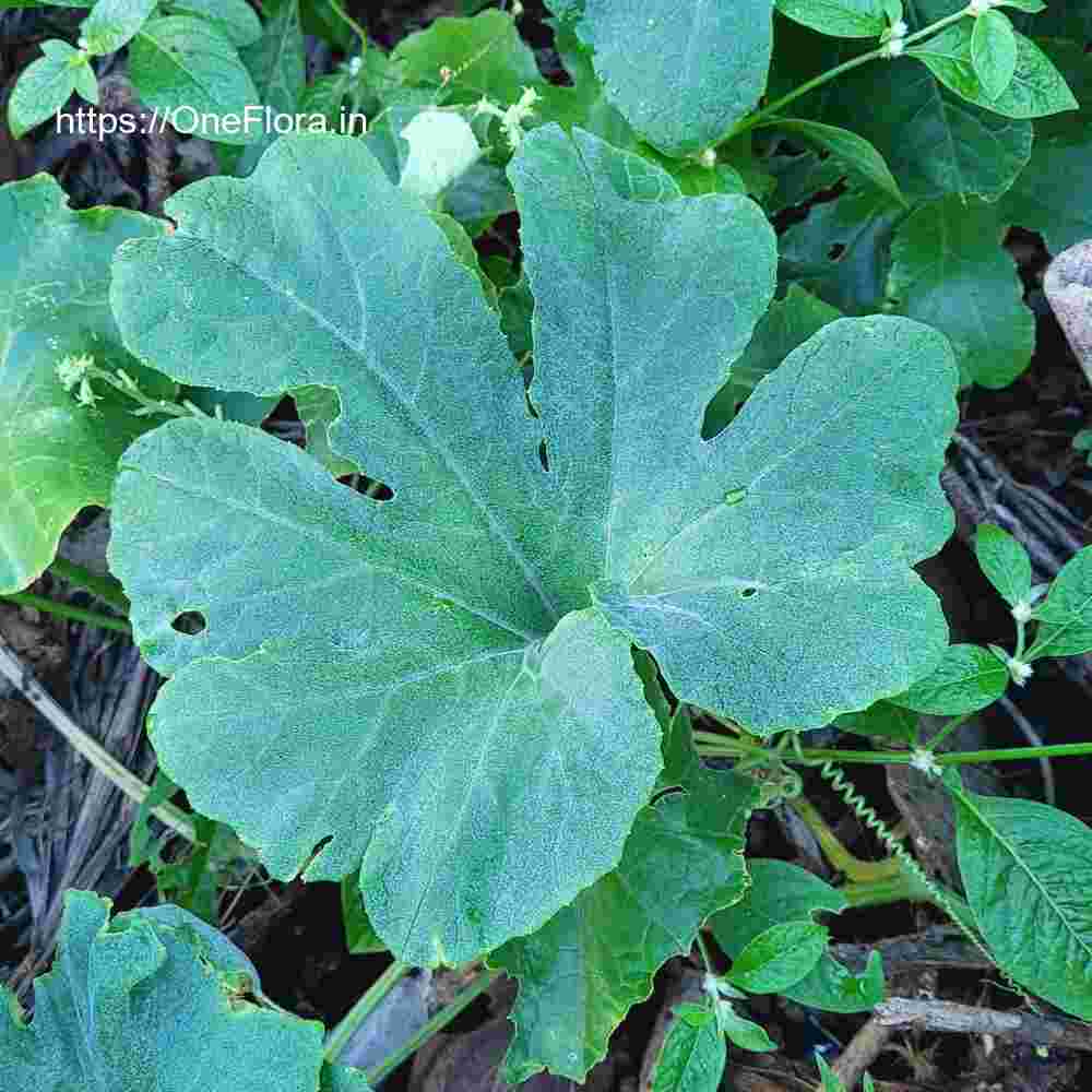 Trichosanthes cucumerina