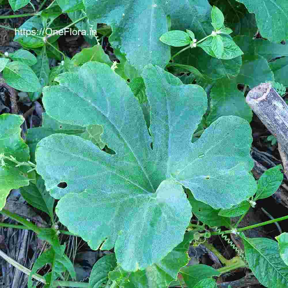 Trichosanthes cucumerina