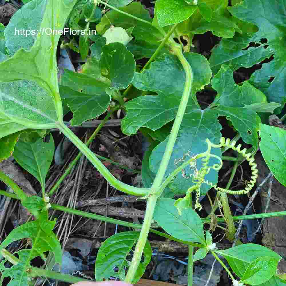 Trichosanthes cucumerina
