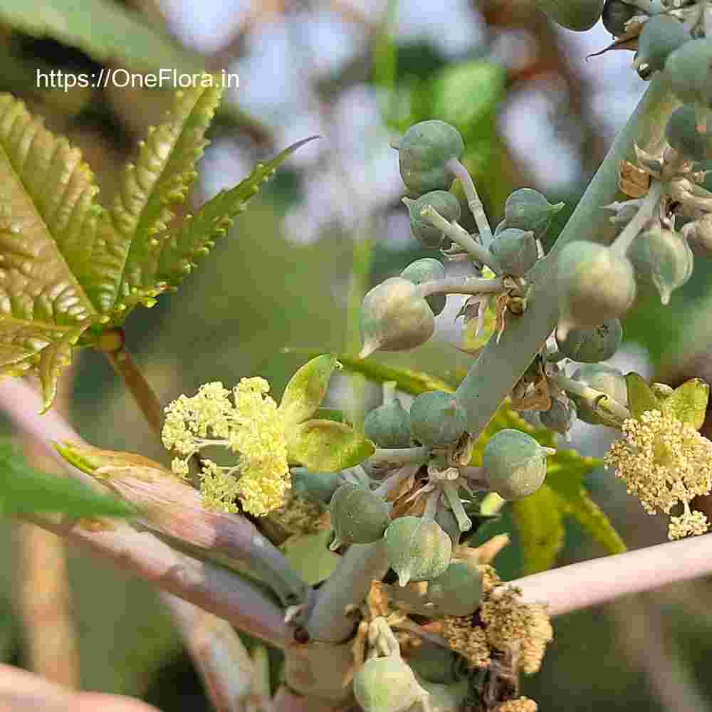 Ricinus communis