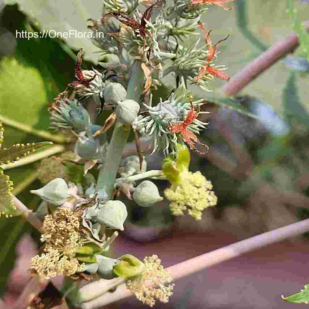 Ricinus communis