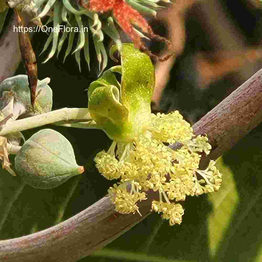 Ricinus communis