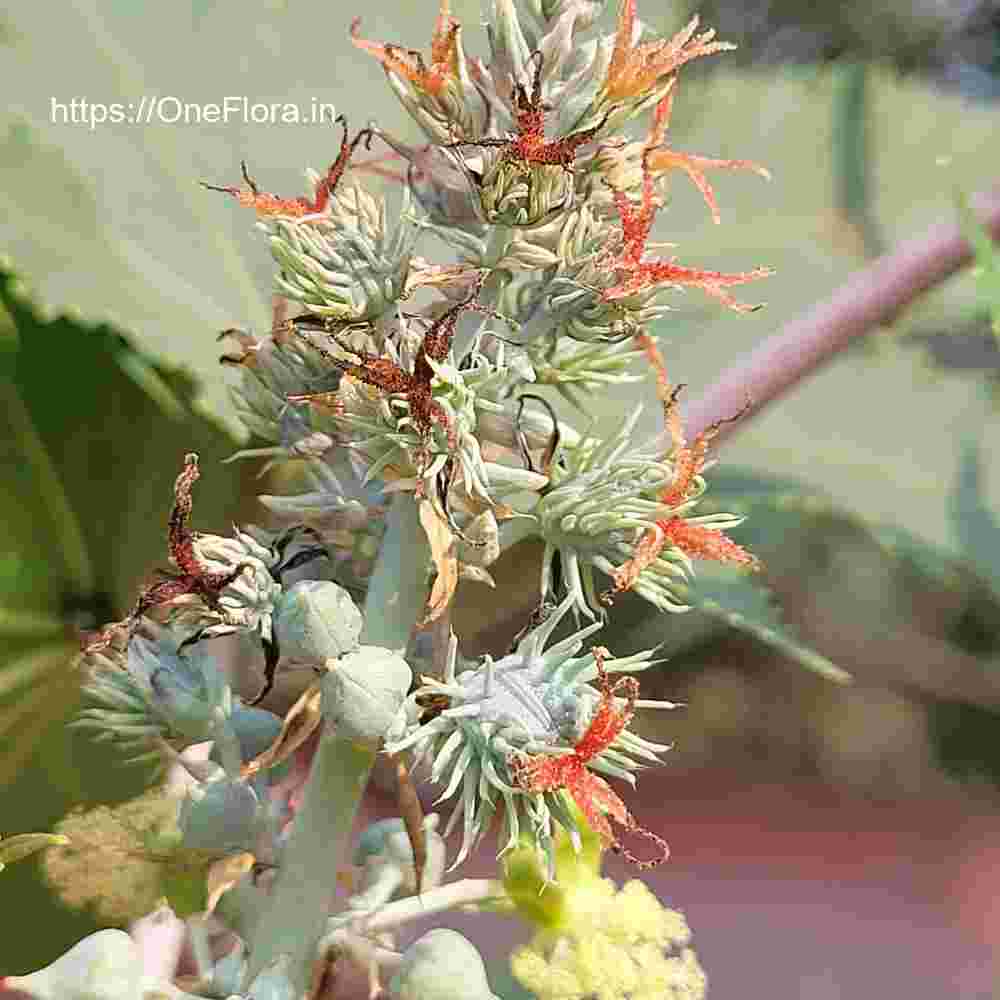 Ricinus communis