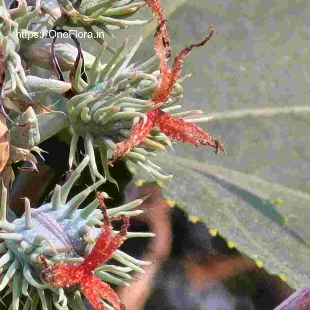 Ricinus communis