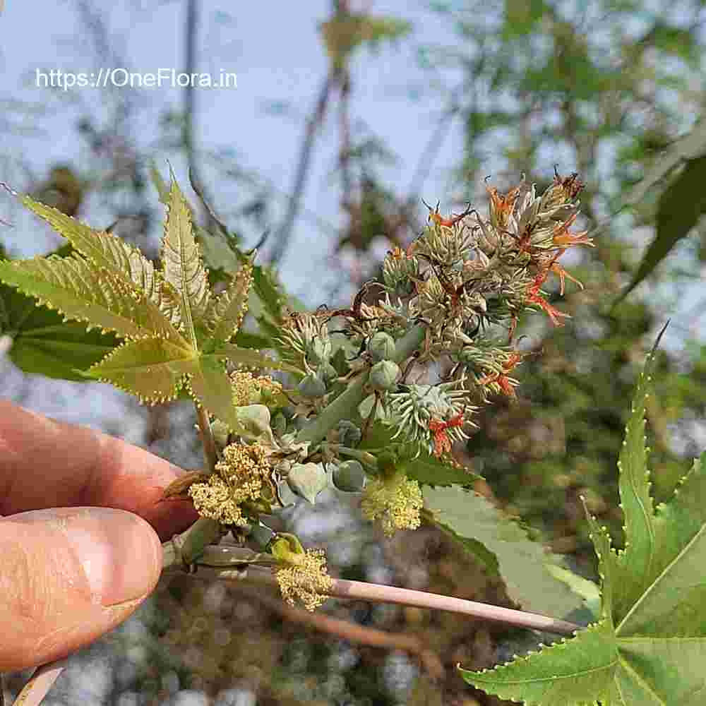 Ricinus communis