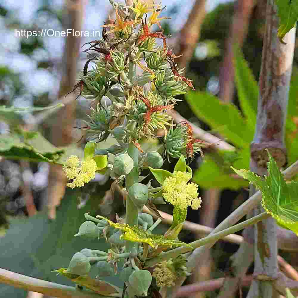 Ricinus communis